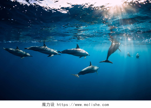 海豚在水下旋转在蓝色的海洋中，海豚在水下旋转。 海豚家庭